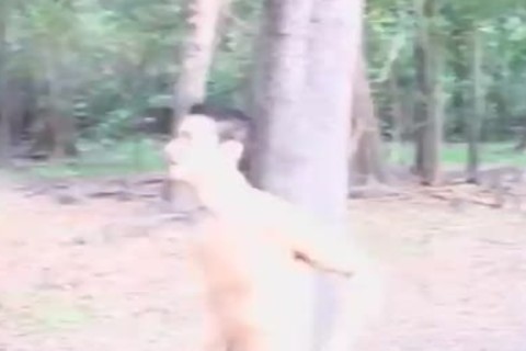 Three innocent mans  in the Woods