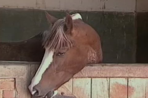 arse bang Of Alex Junior, weenierigo Ferraro, Luiz Hanson And Igo