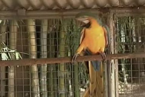 homosexual Cowmans In Brokeback plow And suck