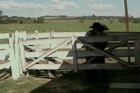 homosexual Cowmans In Brokeback plow And suck