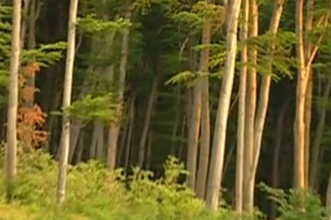 European blowjob cum in the woods