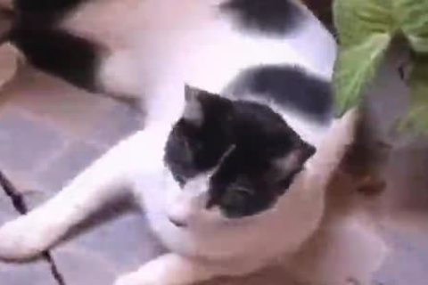 ebony rod In fine Whowdyte anal black ebony love juiceshornys ebony swallow Interracial African Ghetto Bbc