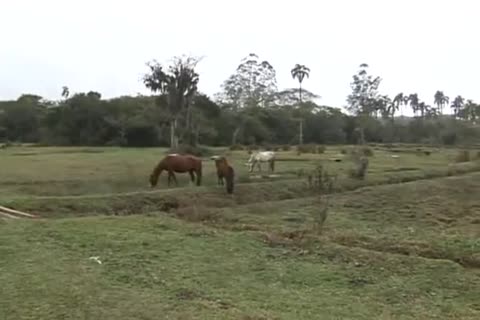 Latino hunk cowboys give irrumation-jobs in advance of  ...