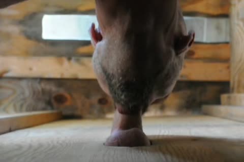 Finds irresistible raw sex