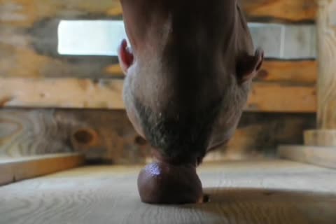Finds irresistible raw sex