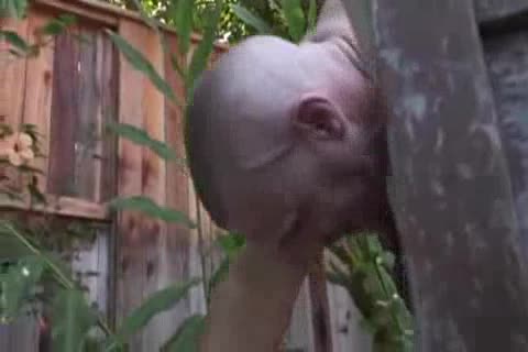 Fucking in the ass scene