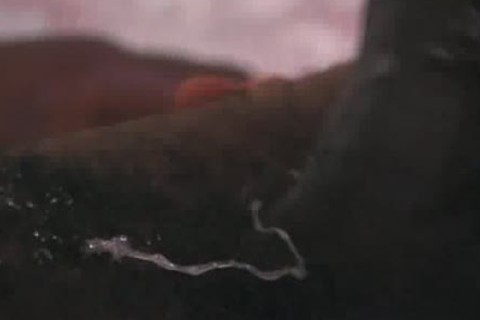 giant black schlong