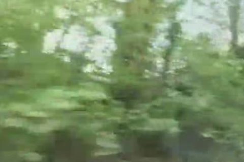 homosexual Bear Makeout Outdoor