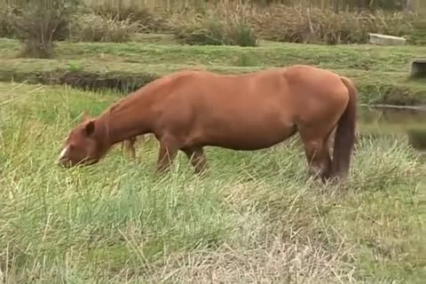 Latino guys raw sexy gay booty in a ranch