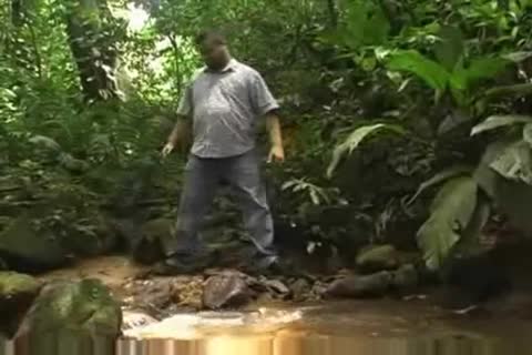 Brasilian Bears, Ursos brasileiros II