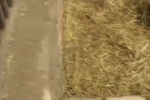 gay teens doggy style group sexing