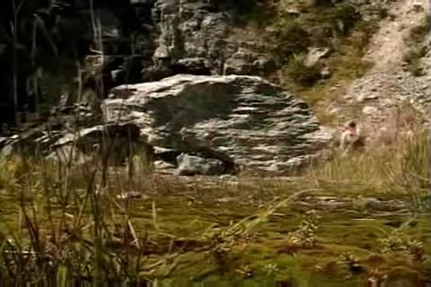 toon Crash 23 Forest pound