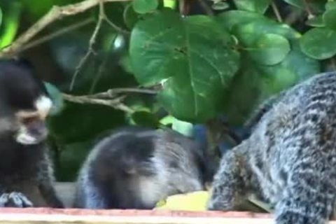 GMA Brasil - gemeos (4)