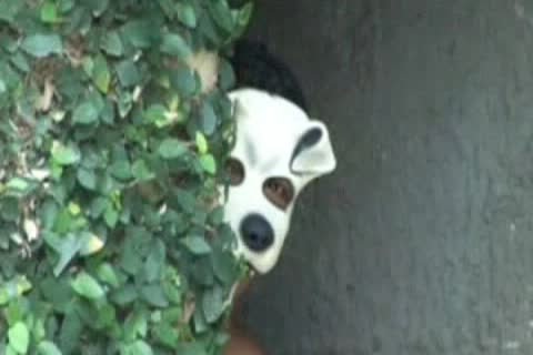 Marcelo Mastro fucks A lovely twink