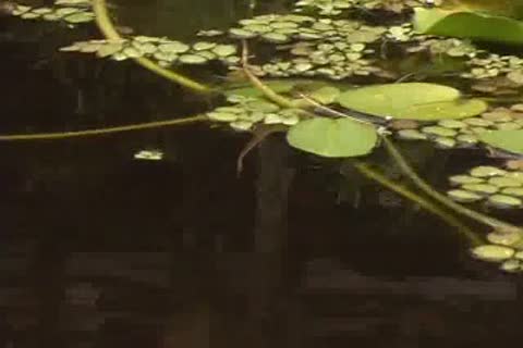 throbbing peniss /3/