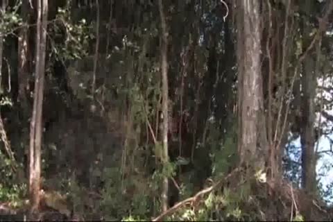 Bear Jay Black sucks dick and fucks