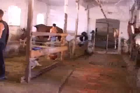 Tough cock