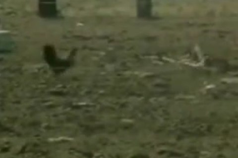 beautiful gay twinks Vintage bj