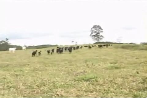 Cowboys