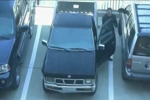 Latin Wolf And Latin Bori