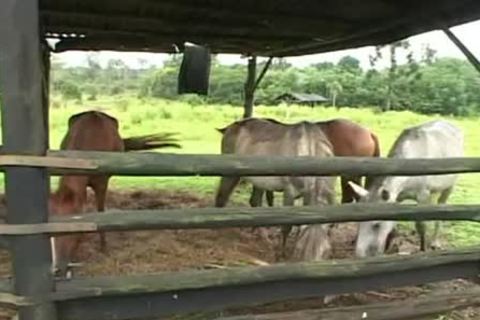 Brazilian Junior Carioca fucked all the way