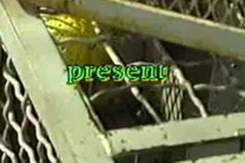 Rites Of Spring /Full movie scene