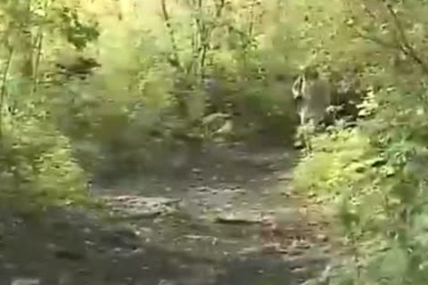 attractive gay friends pound In Forest