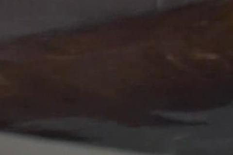 Wolfsboy 1989 - Full movie scene