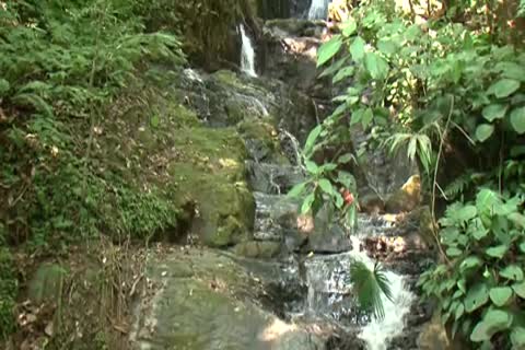 cute In Tthis chab Jungle