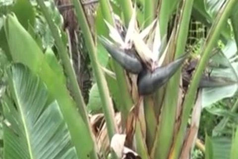 Montandoselo Con Su Masajista nakedback