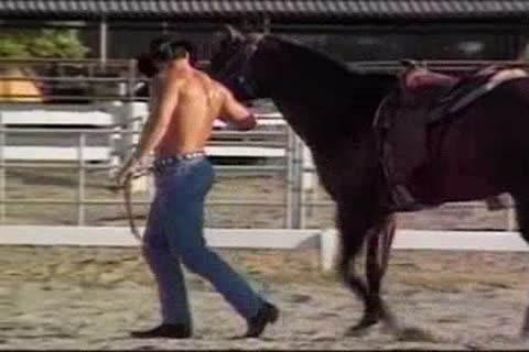 Must see: lusty H0RSES, P1