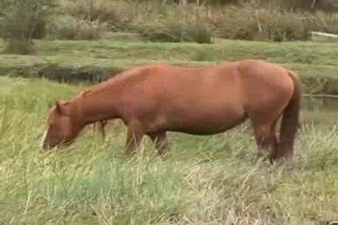 Brazilian nakedback Farm