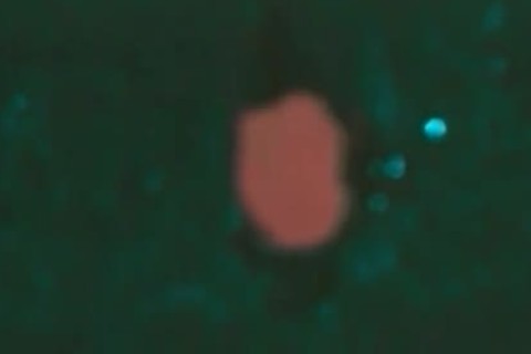 filthy Latino Bloke Caping 3 cocks At The Same Time