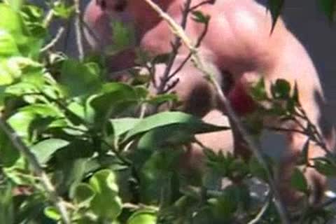 Clint Taylor Barbacks humongous Bear