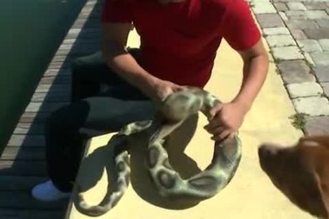 he Wasn't Ready For The black Mamba