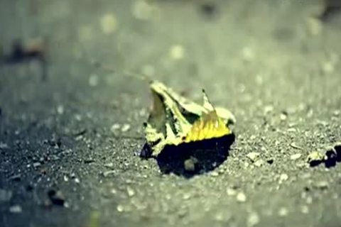 European double anal