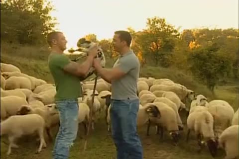 Dois Pastores De Ovelhas Sedentos Por Sexo