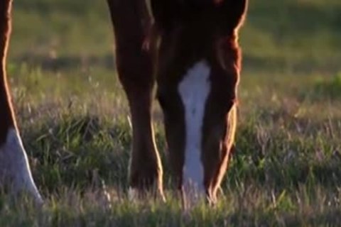 Sexo Apelero Entre Jovenes Granjeros