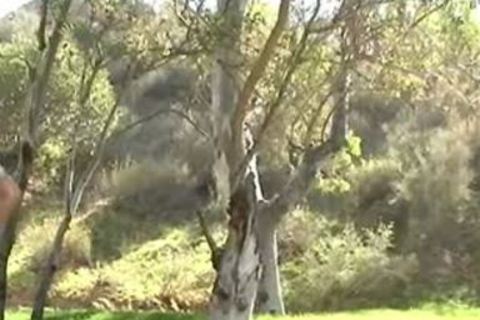 concupiscent homosexual peckers slamming outdoors