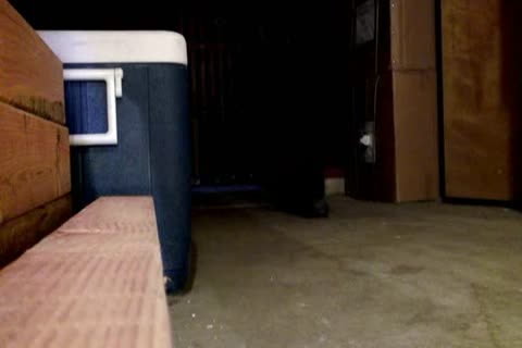 Logan McCree & Roman Ragazzi