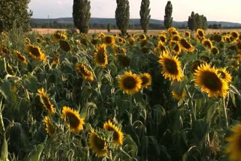 Todd Rossert And Fabien Lally Make Love