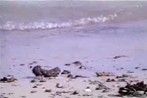 Dank - Proof Of Licentious Feelings