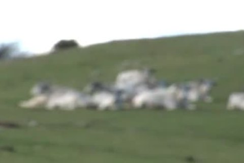 he is Bored At Home And Masturbates On cam