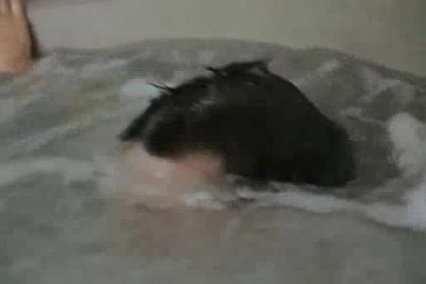 yummy Tub dream