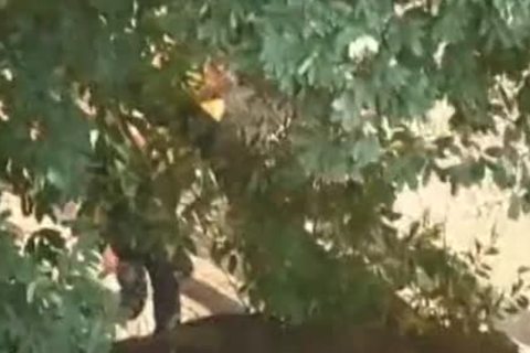 Latin Street Trick big penis ass To mouth nail