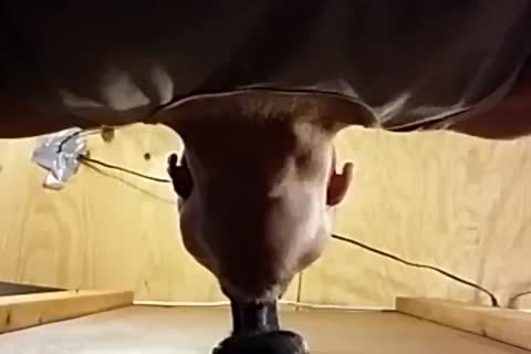 Suckin This attractive Boi's BBC And Lovin His big Low Hangin Nuts