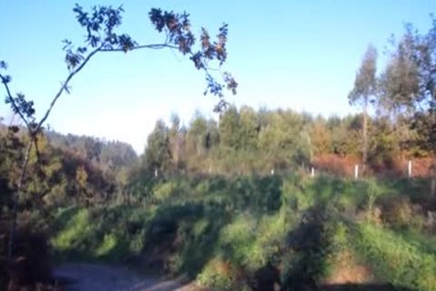 Ritorno In Camporella In Grande Stile Per Il Nostro Amico Portoghese Che Cosparge Le Stradine Di Campagna Con La Sua Calda Sborra Per La Gioia Dei Vos