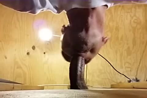 Me engulfing Off A charming Venezuelan man I have Had My Eyes On For A long Time! Per A Fan's Recent  Request I Show Off his load In My face hole prev