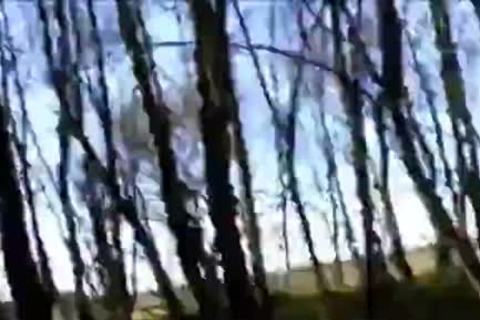 Verdadero Cruising En El Bosque.' Data-max=