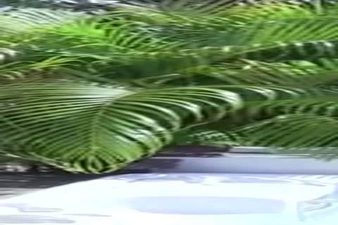 monstrous penis Twibk BB bonks Pal